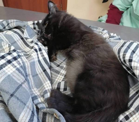 � ����-��� ������� ������������� ����, �������� ������ ��������� �������