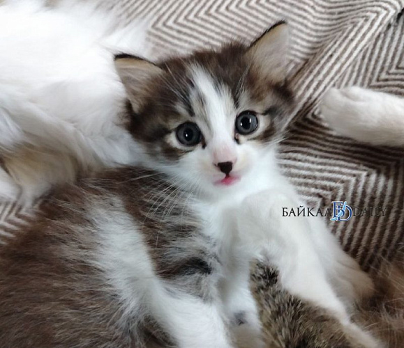 ����� ���� ������ �������� �������������� �� ���� 