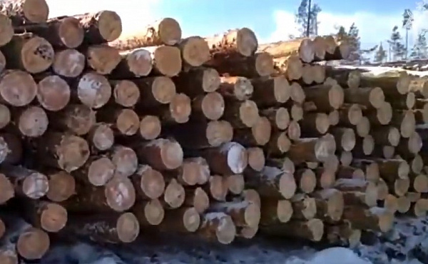 В Иркутской области на бизнесмена возбудили четыре дела о контрабанде леса 