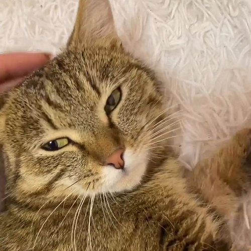 � ����-��� �����, ��������� �� ����� � ������ ��������, ������ ��� 