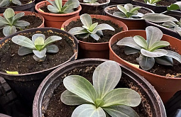 � ������� ������� ����� ��������� � ��������