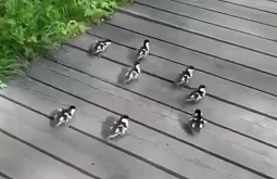 �� �������� � ������������ ����� ������� ����������� �����