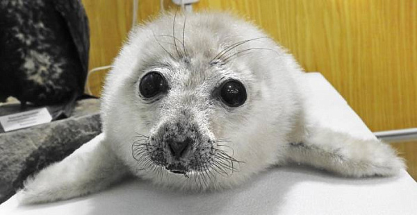 � ������� ����������, ��� ����� �������, �� �������� ������� ������ 