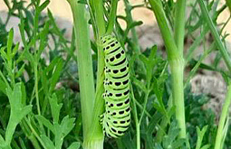 Учёные Бурятии выявили угрозу для лекарственного растения