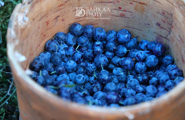 В Бурятии Роспотребнадзор рассказал о пользе голубики 