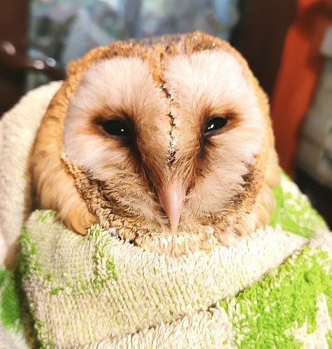 � ��������� ���������� ���� ���������� ��� ��