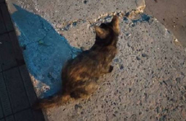 � ����-��� ������ ��������� �� ������� �����