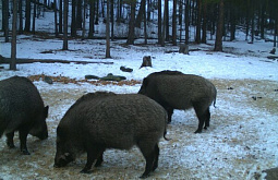 В Бурятии засняли трапезу кабанчиков