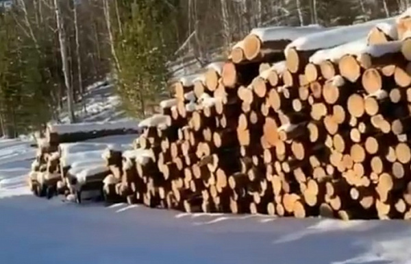 В Бурятии лесозаготовитель незаконно пустил под корень кедр 