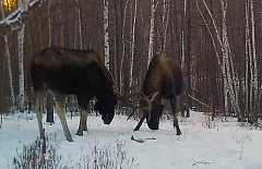 � ����������� ���������� ����������� ������� ����� �����