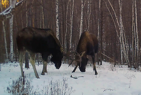 � ����������� ���������� ����������� ������� ����� �����