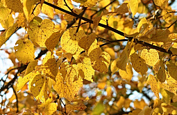 � ����-��� �������� � ��� �������