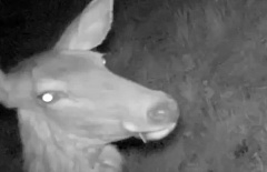 В Бурятии благородный олень «сделал селфи»