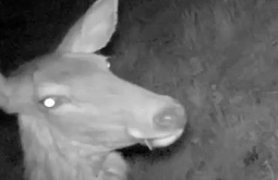 В Бурятии благородный олень «сделал селфи»