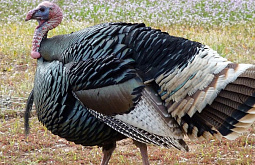 � �������� ����� ������ ��������� �������� �����������