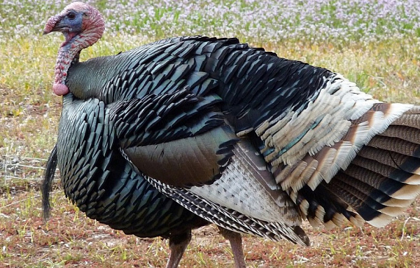 � �������� ����� ������ ��������� �������� �����������