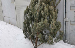 � ����-��� ����� �������� �� ���������� ���������� �������