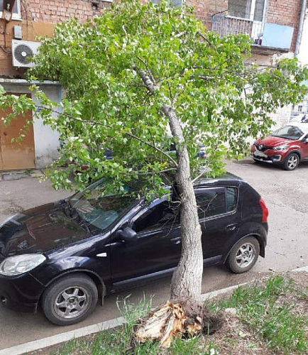 В Иркутской области пенсионеру возместят ущерб за падение дерева на авто