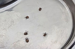 � ����-��� ������ ����� ������� ������