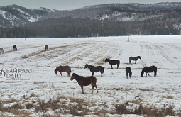 Житель Бурятии продал чужого коня 