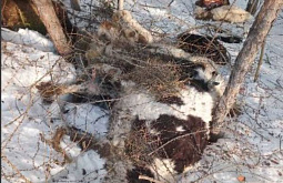 В Иркутской области обнаружили груду трупов коров 