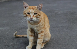 � �������� ��������� �������� ����� 6,5 ����� �� ������ ����