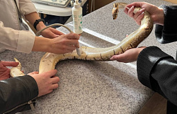 � ��������� ������� ������������ �������� ���� 