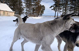 � �������� ���� ������� ����� ������ � ������ ������� ��� 