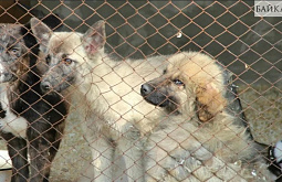 � ����-��� �������� ����� �� 33 ��� �� ����� ����� 