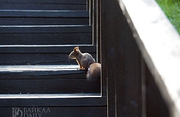 ������� ������� ������������ ��������� �� ��������� ��� ������ �������