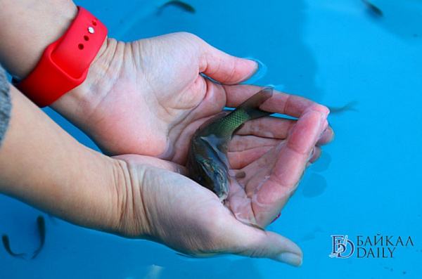 � ������� ����� � ������� ��������� 50 ����� ������� 