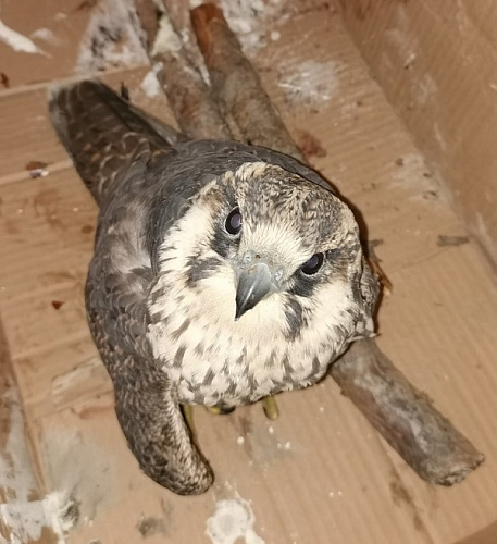 ��������� � ������� ������ ����� �������� �� ����� 