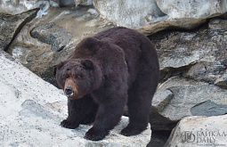 �� ������ ������� ��������� �������-�����