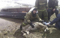 � ��������� ������� ���������� ����� ������ ������ �� �������� ������� (����)