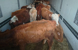 �� ������� ��������� ������� � ������� ������������� ����������� ��������� 132 ����� ����� 