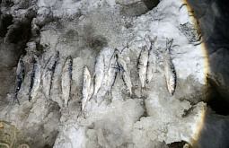 На севере Бурятии поймали троих браконьеров