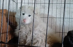 � ����-��� ������ ������, ������� � ��