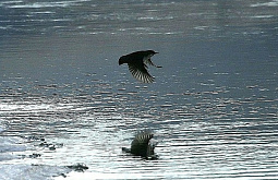 � ������� ������ ���������� ���� � ������ ��������