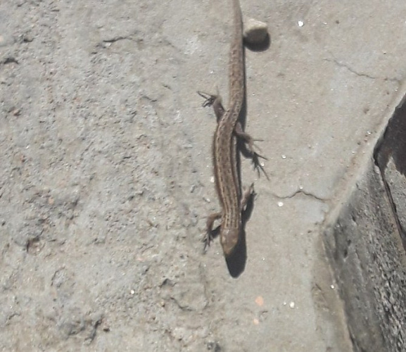 ����-������� �������  �������� �� ������ ������ �������