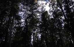 Заблудившаяся в лесу жительница Бурятии перенесла стресс