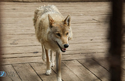 ����������� ����� ������� ������������� �����