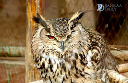 ��������������� ����� � ����-��� ����������� ���� ��������