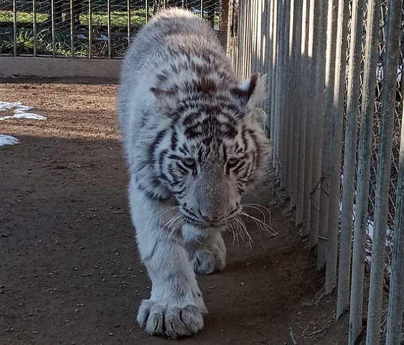 ������� �������� ������� ��������� ����� �������