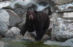 � ������� ���������� ����� �������� �����