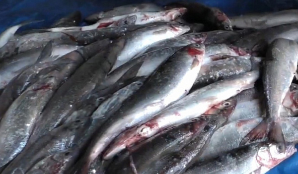 ��������� ����������� ��������� ������������� �����