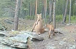 В Прибайкальском нацпарке на видео сняли семейство рысей