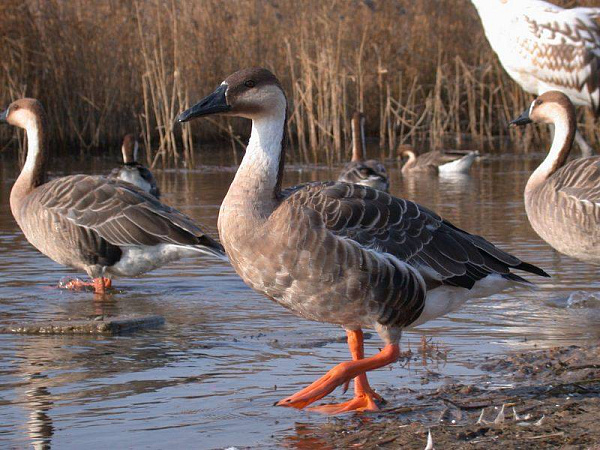 ���������� ������ ������� ������� ��������� �� ��� ����������