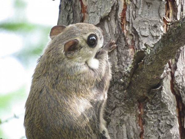 �������-�������: � ������� ������� ��������� �����-������