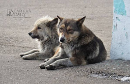 В Улан-Удэ вновь устроят «охоту» на бродячих собак