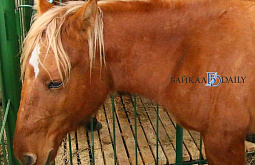 � ������� 96 ����� ����� ����������� ������� ������� �������